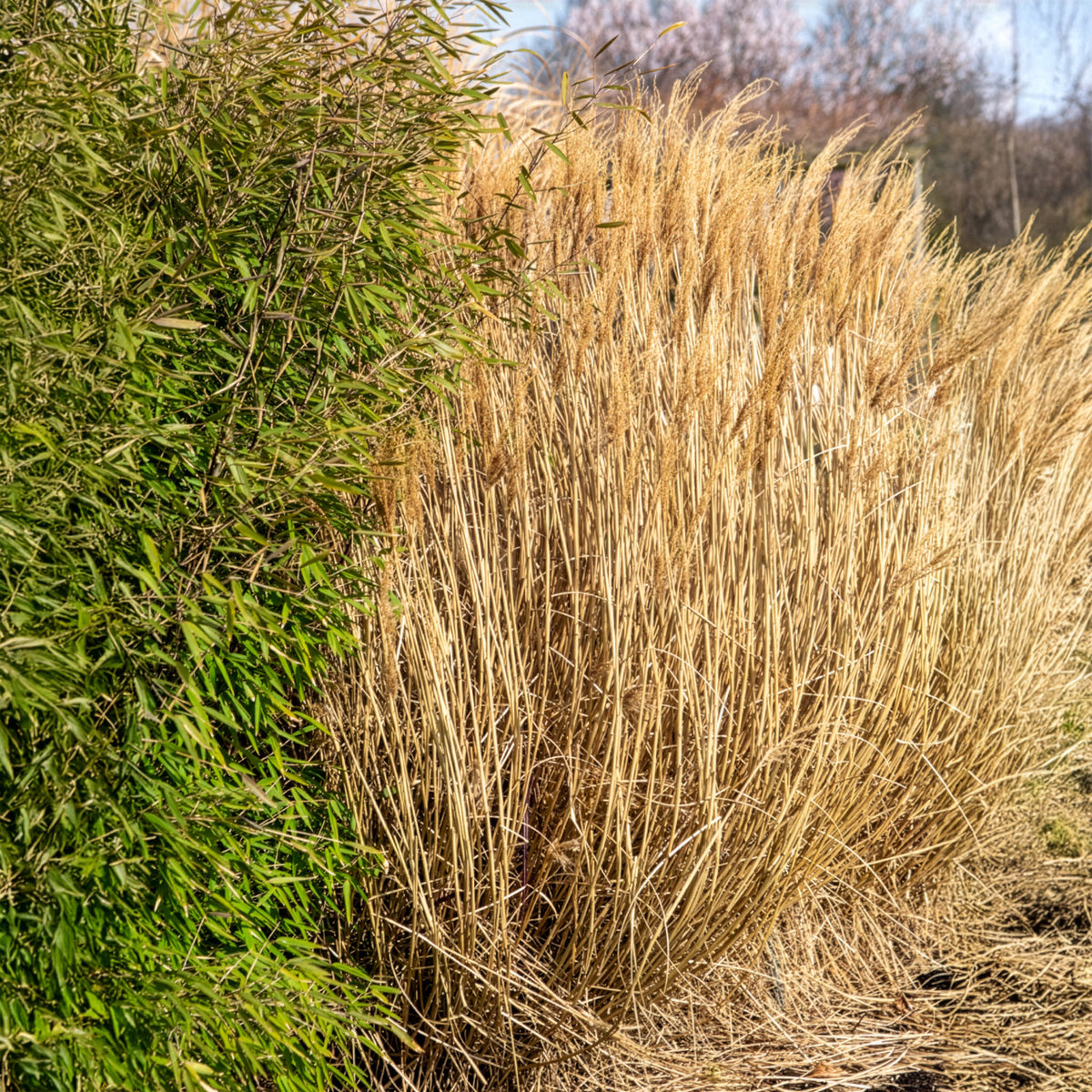 Miscanthus sinensis Red Chief - Prachtriet Red Chief - Miscanthus - Chinees riet