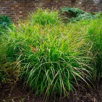 Prachtriet 'Ferner Osten' - Miscanthus sinensis Ferner Osten - Bakker