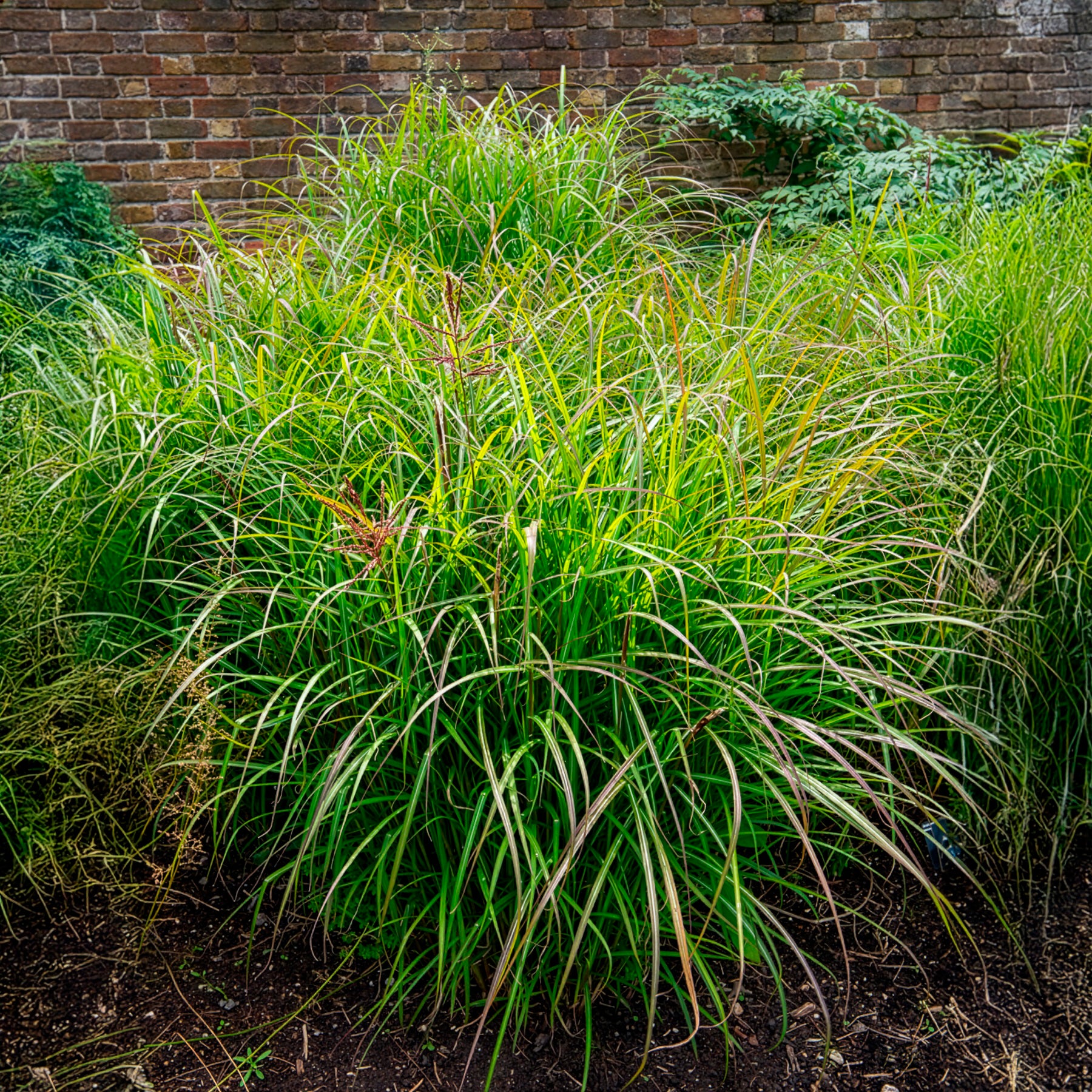 Prachtriet 'Ferner Osten' - Miscanthus sinensis Ferner Osten - Bakker
