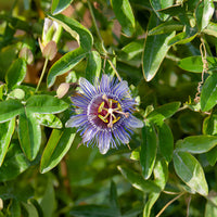 Passiflora purple rain - Passiebloem 'Purple Rain' - Passiebloem