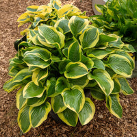 Hartlelie 'Queen Josephine' - Hosta Queen Josephine - Bakker