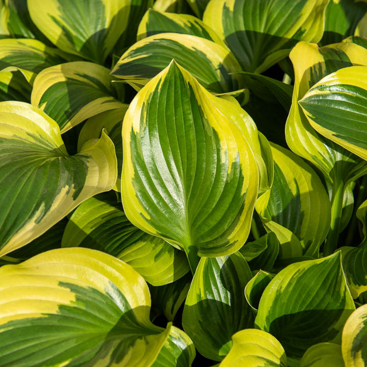 Hosta Queen Josephine - Hartlelie 'Queen Josephine' - Hosta - Hartlelie