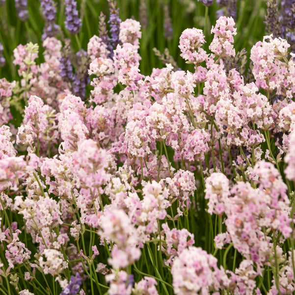 Lavandula angustifolia alba, rosea - Wit en Roze Lavendel Collectie (x4) - Lavendel