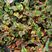 Moerasanemoon 'Chameleon' - Alle vijverplanten - Bakker