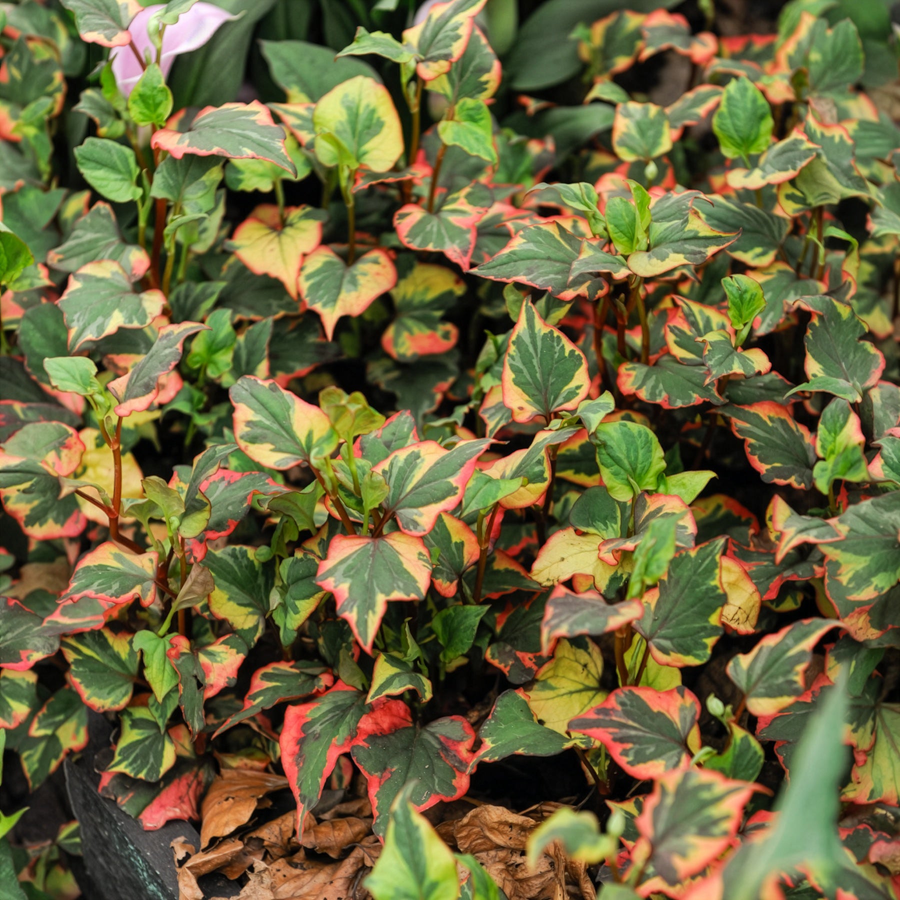 Moerasanemoon 'Chameleon' - Alle vijverplanten - Bakker
