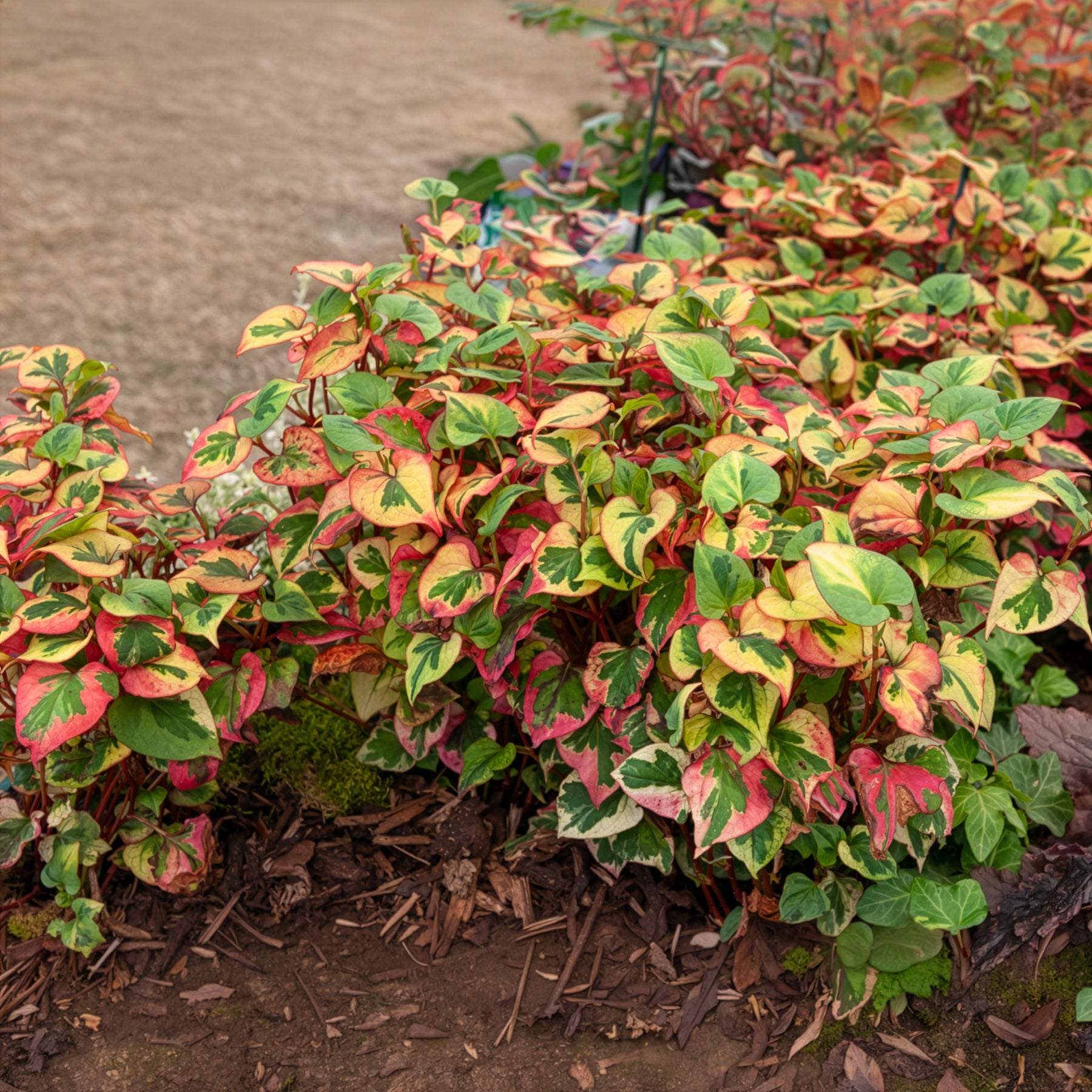 Verkoop Moerasanemoon 'Chameleon' - Houttuynia cordata chameleon