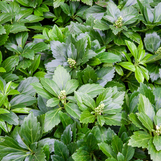 Schaduwkruid 'Green Garpet' (x3) - Bakker