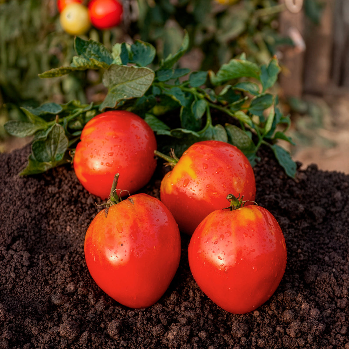 Tomatenzaden - Vleestomaat 'Coeur de Boeuf' zakje zaden - Solanum lycopersicum coeur de boeuf