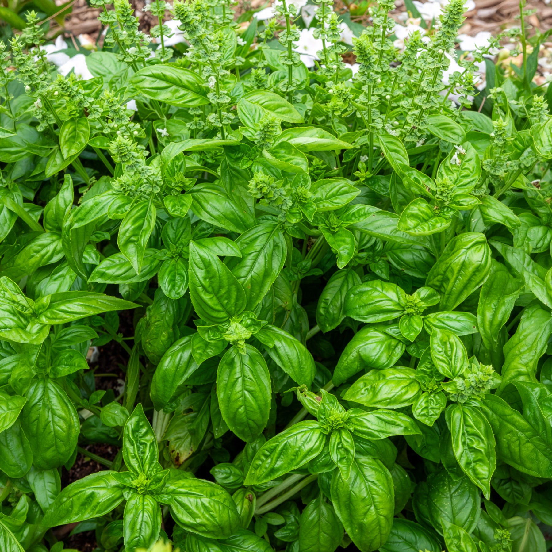 Ocimum basilicum genovese - Basilicum 'Italiano Classico' - Biologische kruiden