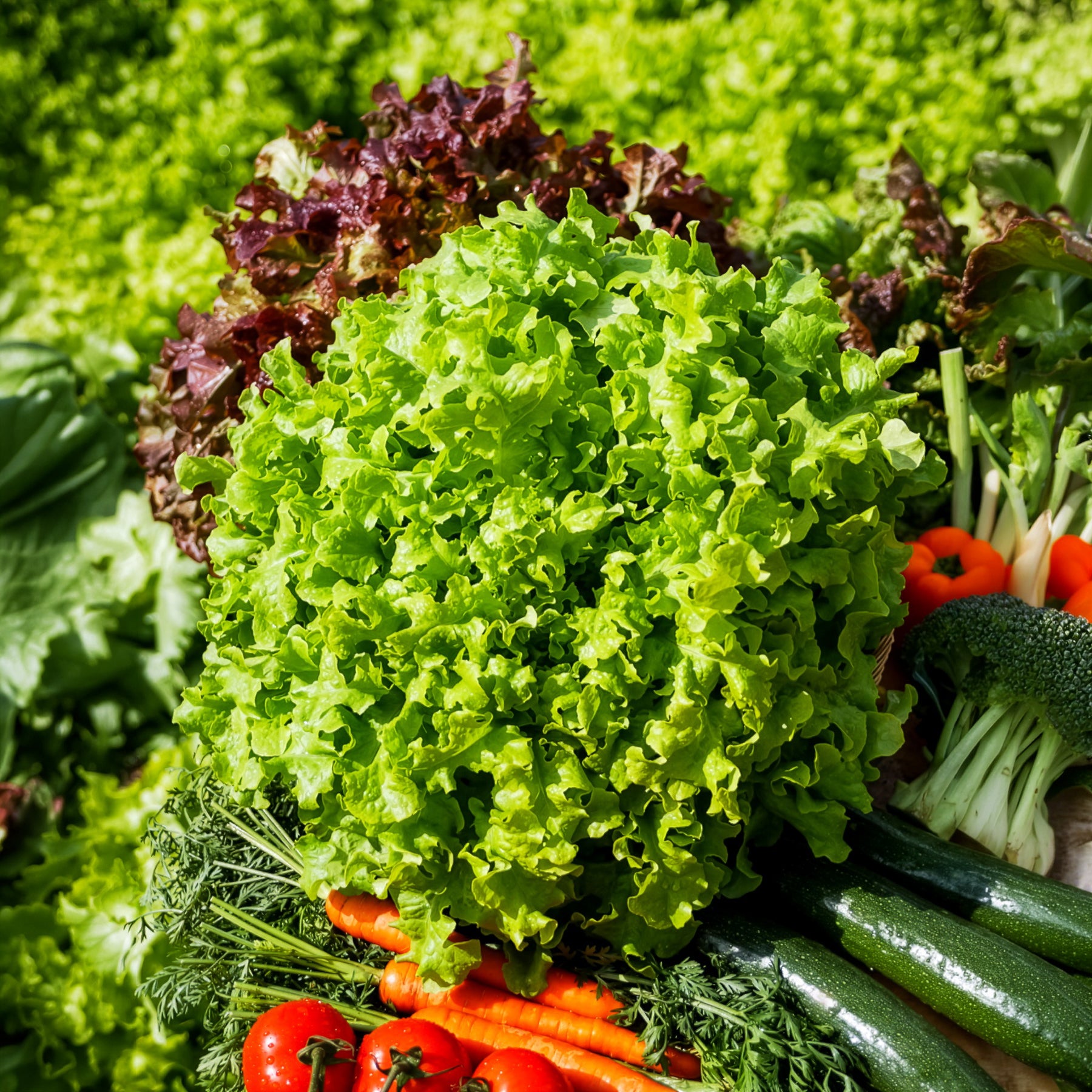 Slazaden - Pluksla 'Salad bowl' - Lactuca salad bowl verte