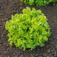 Lactuca salad bowl verte - Pluksla 'Salad bowl' - Slazaden