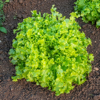 Pluksla 'Salad bowl' - Bakker
