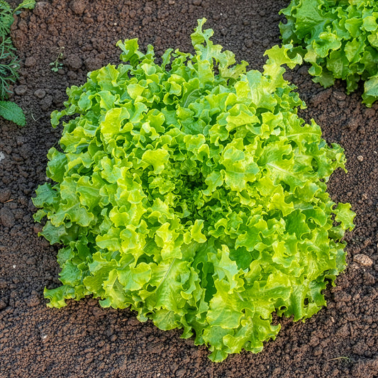 Pluksla 'Salad bowl' - Bakker