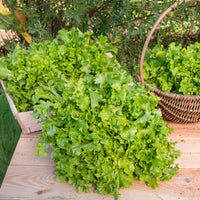 Pluksla 'Salad bowl' - Lactuca salad bowl verte - Bakker