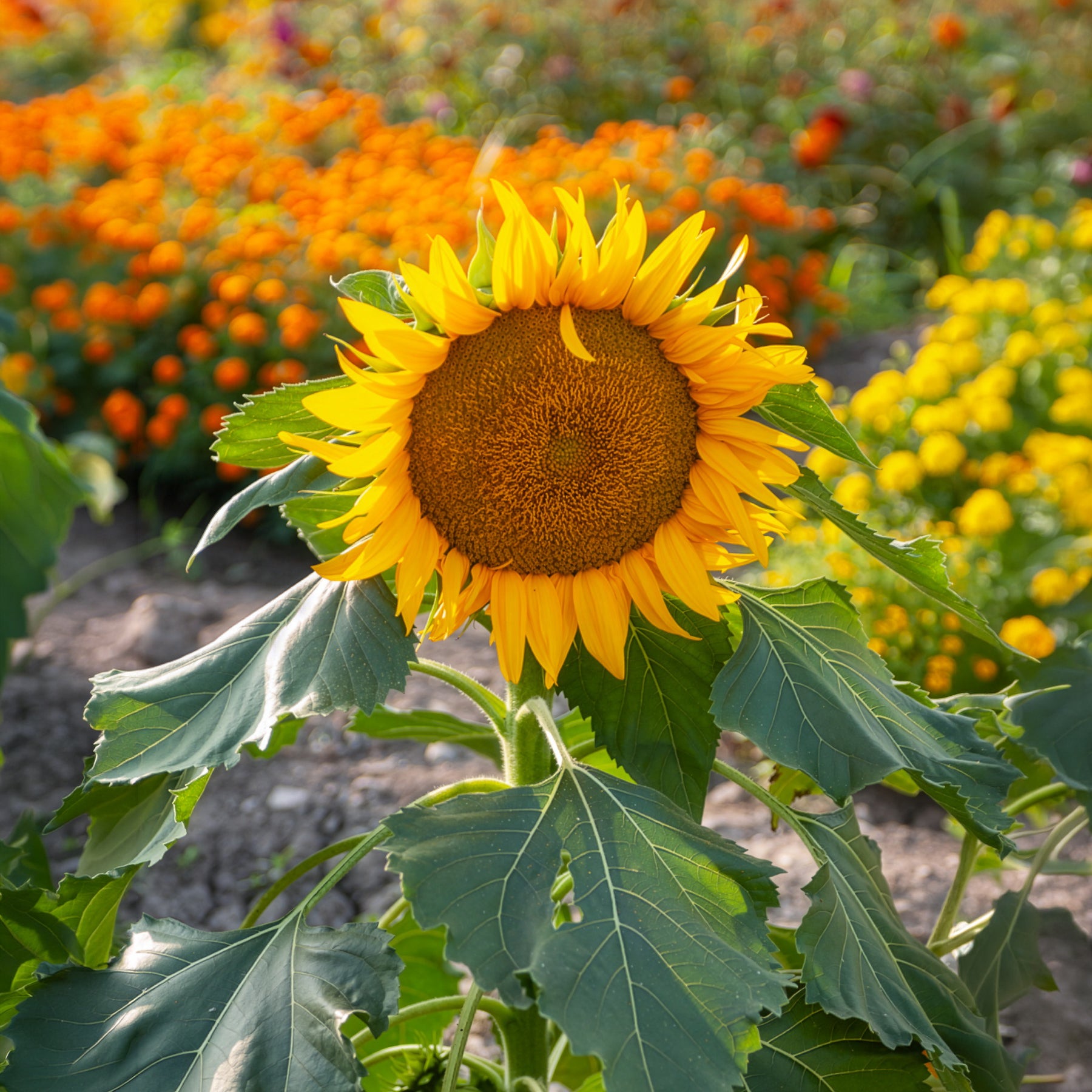 Verkoop Zonnebloem 'Sunspot' - Helianthus annuus Sunspot