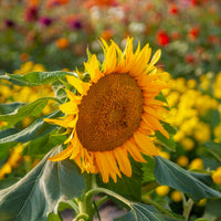 Eenjarige bloemzaden - Zonnebloem 'Sunspot' - Helianthus annuus Sunspot