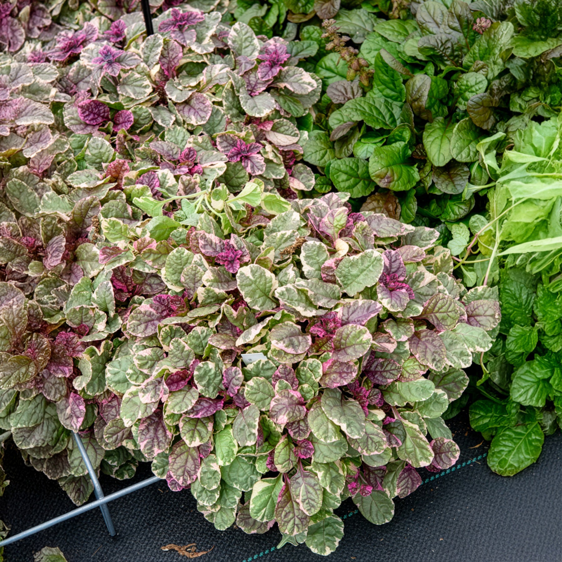 Kruipend zenegroen Burgundy Glow - Ajuga reptans Burgundy Glow - Bakker