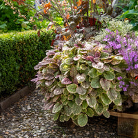 Ajuga reptans Burgundy Glow - Kruipend zenegroen Burgundy Glow - Zenegroen