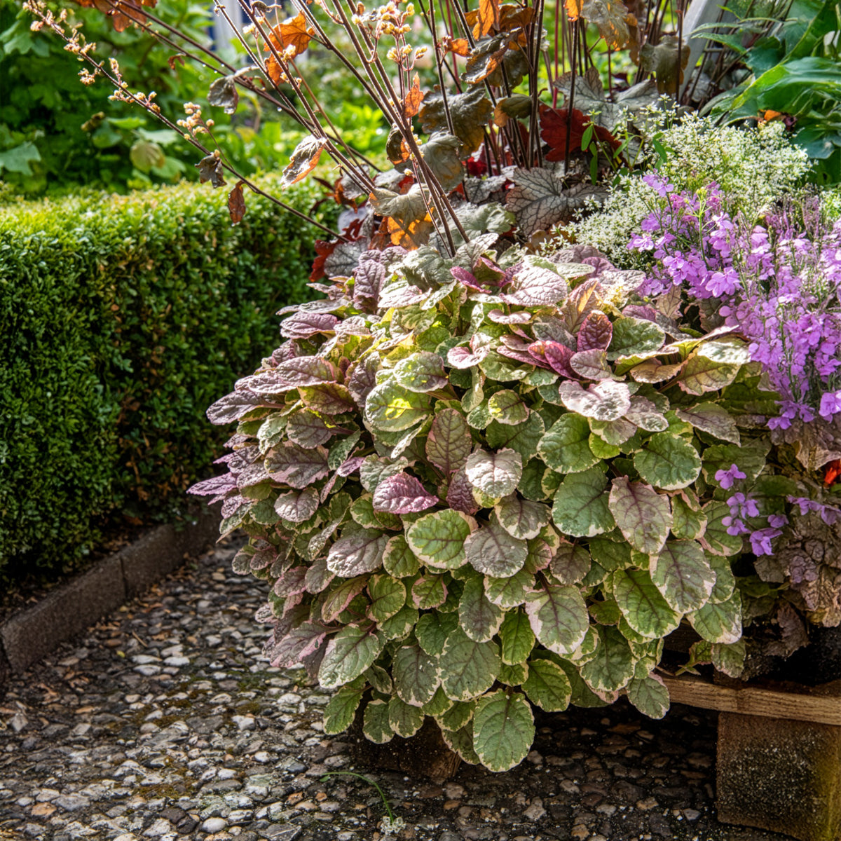 Zenegroen - Kruipend zenegroen Burgundy Glow - Ajuga reptans Burgundy Glow