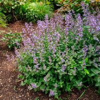 Kattenkruid 'Pursian Blue'