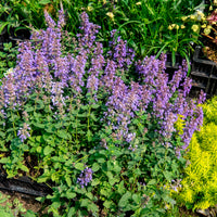 Kattenkruid 'Pursian Blue'