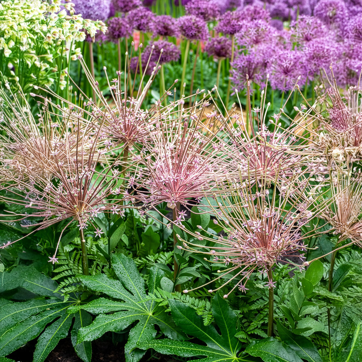 Allium - Sierui Allium schubertii (x5) - Allium schubertii