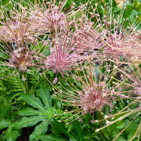 Sierui Allium schubertii (x5) - Allium schubertii - Bakker