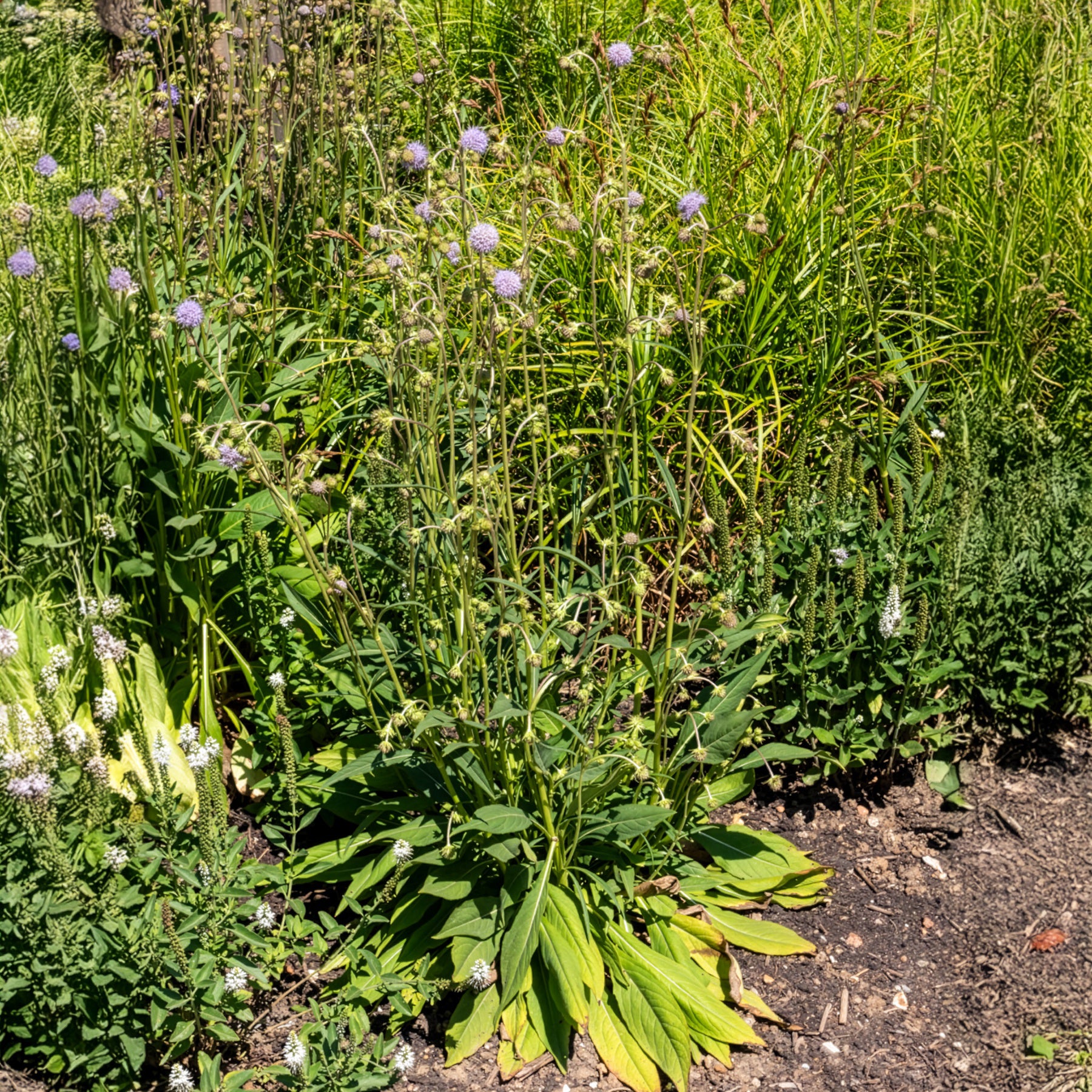 Succisa pratensis - Blauwe knoop (x3) - Vaste planten