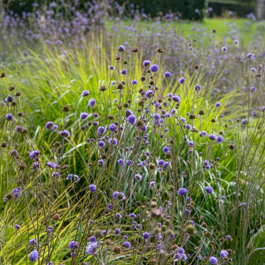 Blauwe knoop - Bakker