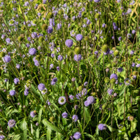 Blauwe knoop (x3) - Succisa pratensis - Bakker