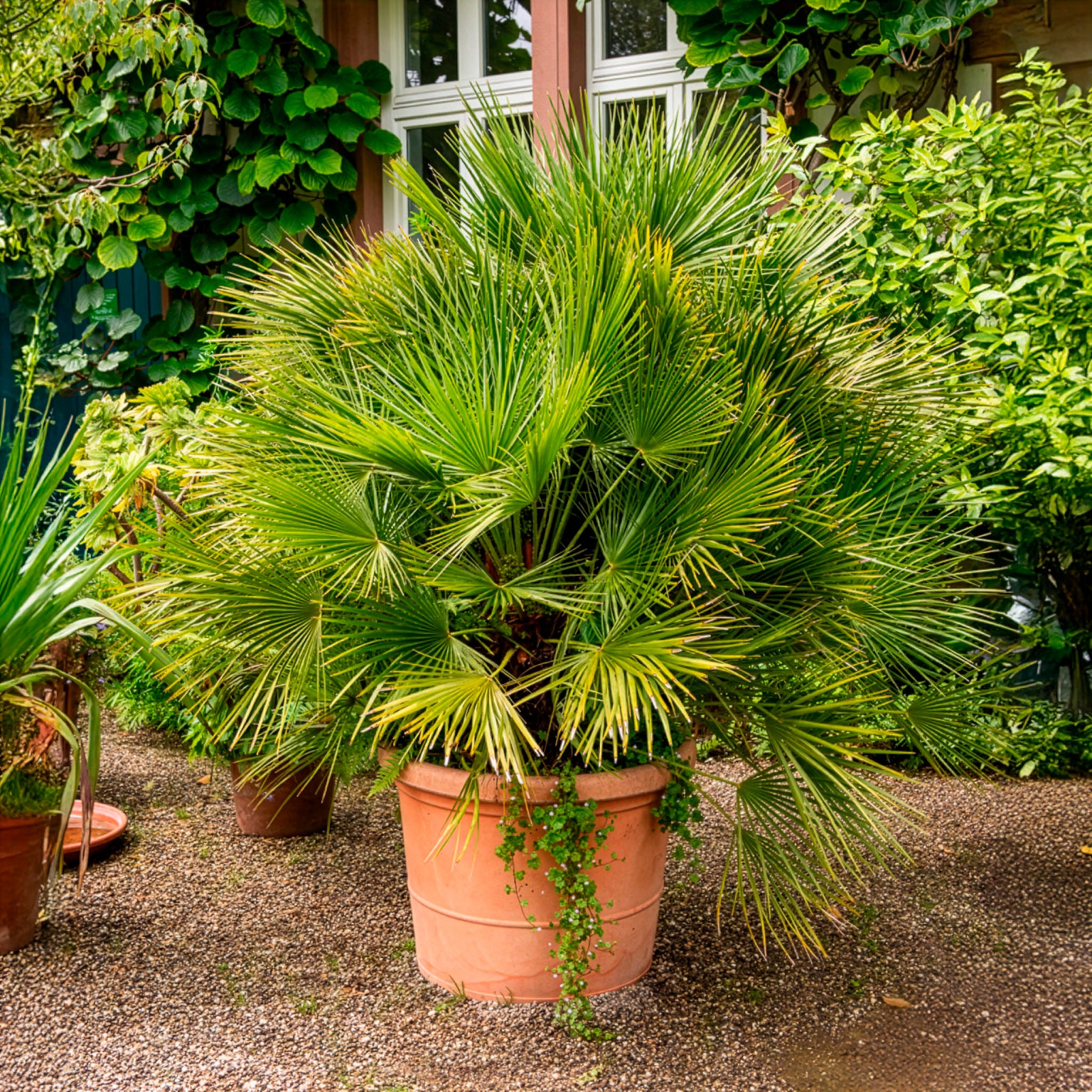 Verkoop Europese dwergpalm 3 Liter pot - Chamaerops humilis