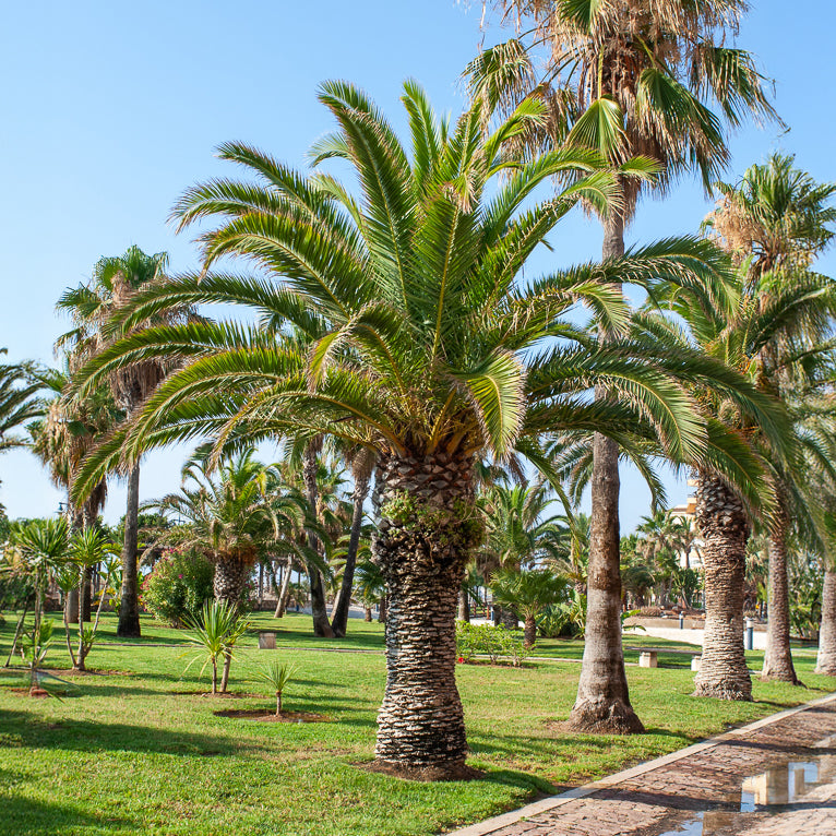 Palmen - Dadelpalm - Phoenix canariensis