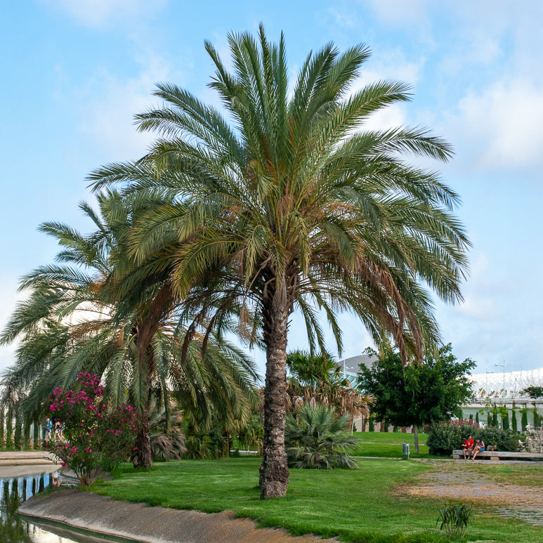 Dadelpalm - Bakker