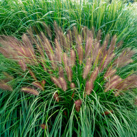 Pennisetum - Lampenpoetsersgras 'Red Head' - Pennisetum alopecuroides red head