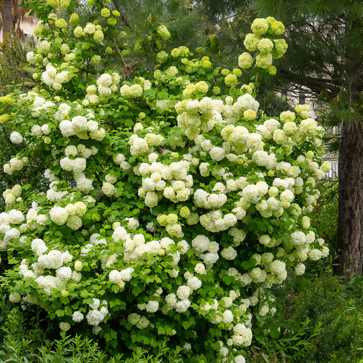 Gelderse roos 'Roseum' - Viburnum opulus Roseum - Bakker