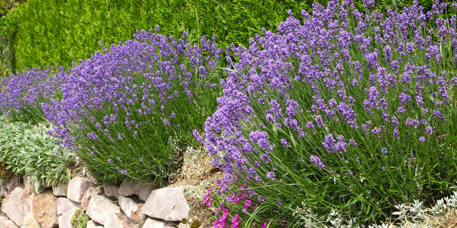 LAVENDEL10: 10% korting op lavendel
