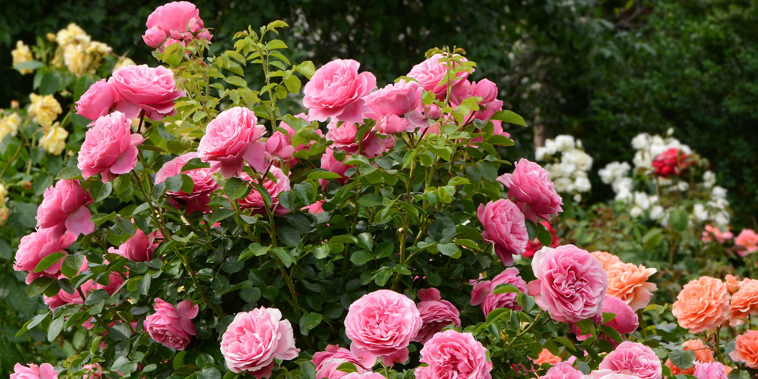 -15% op onze rozen met ROZEN15 !