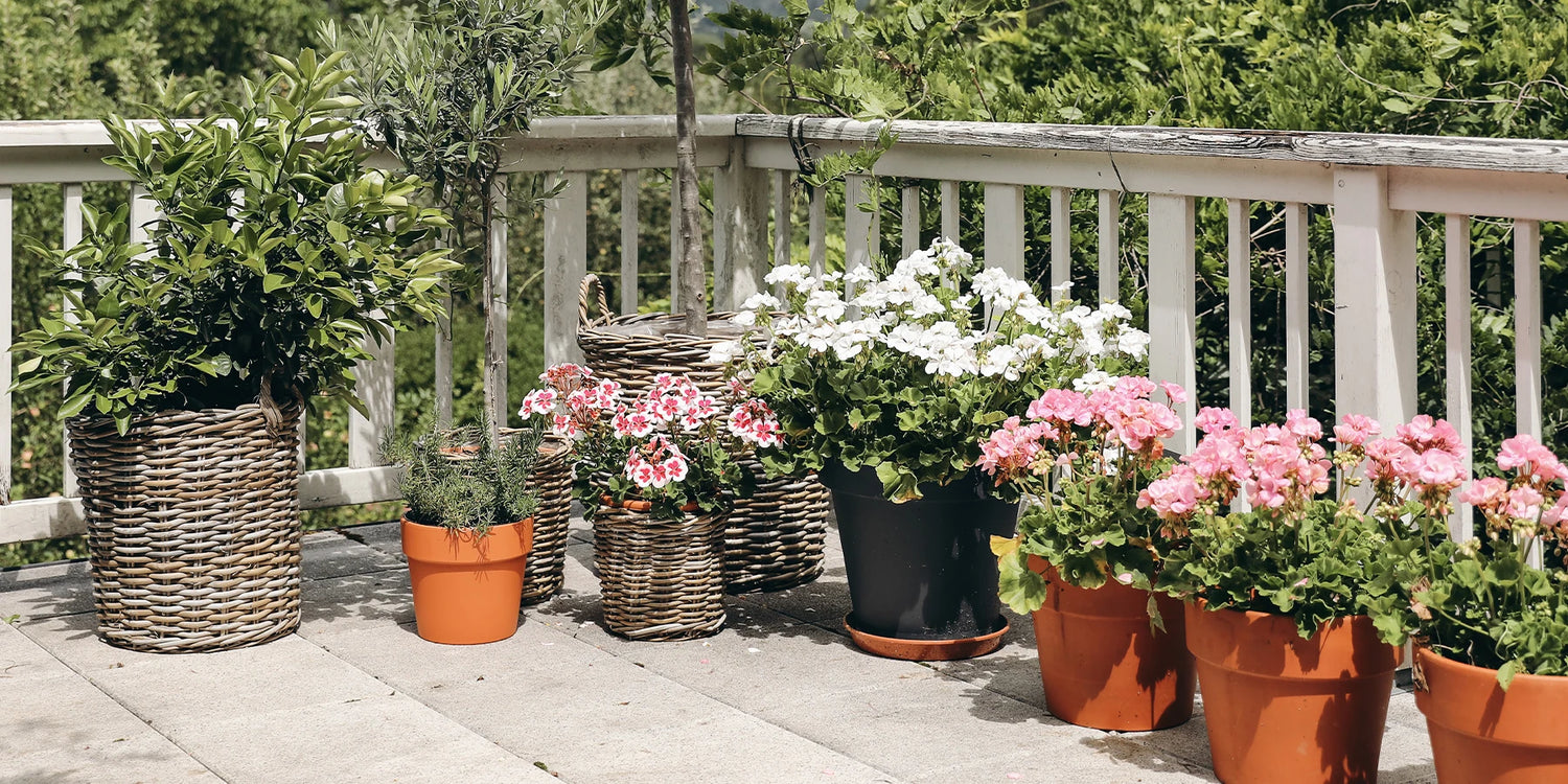 -20% korting op planten voor balkons en terrassen