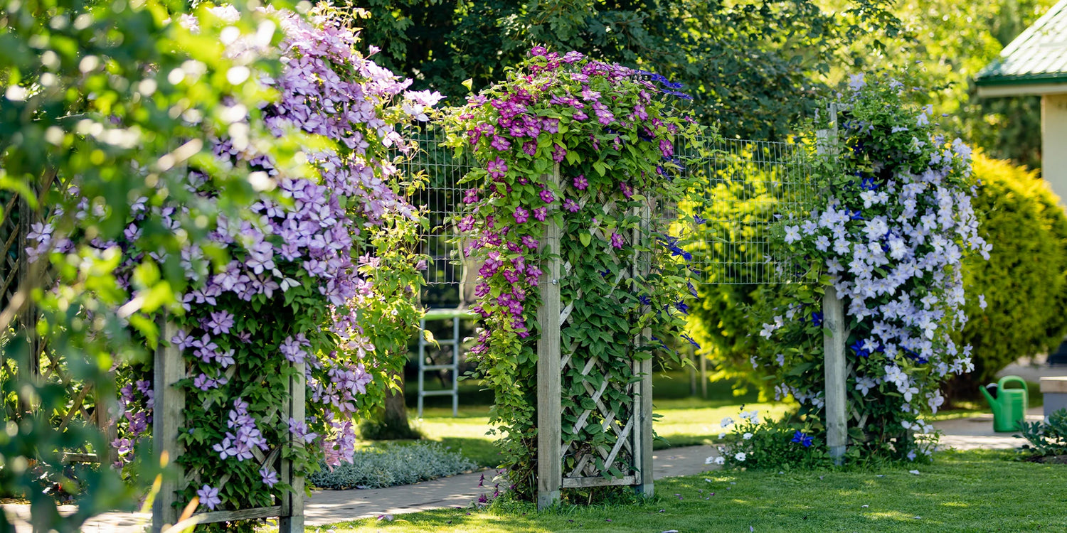 Tot 25% op klimplanten : De verticale sterren van de tuin