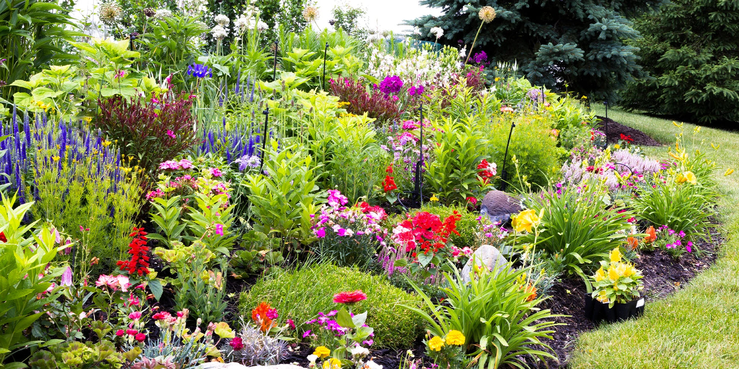 5 vaste planten voor €30!