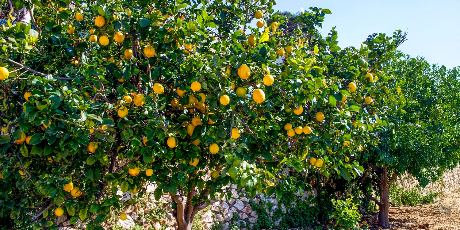 Ontdek onze citrusvruchten!