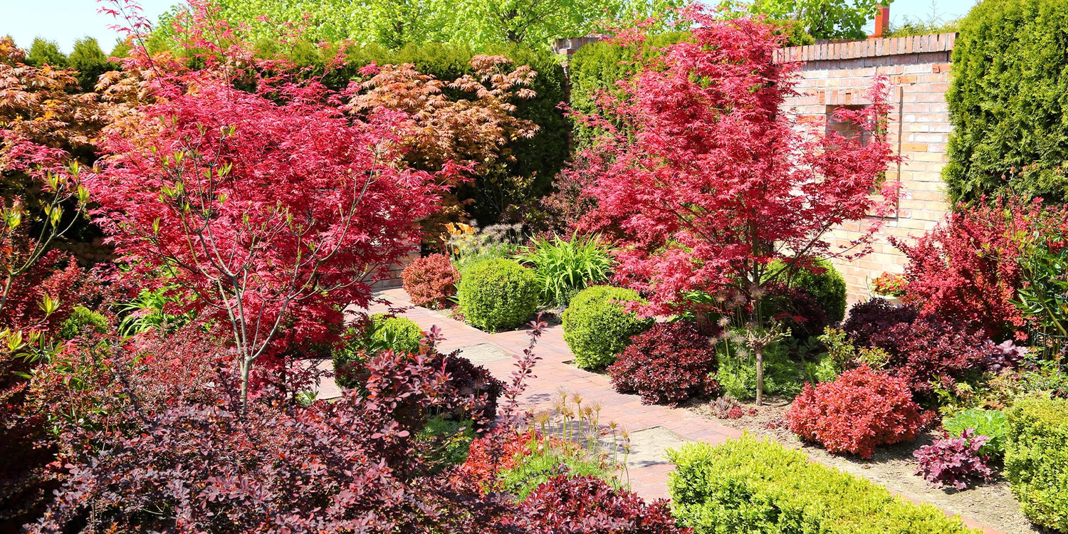 Tot -25% op planten met kleurrijk gebladerte