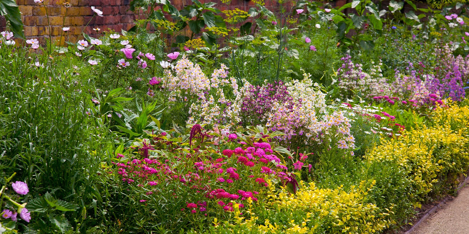 Bloeiende vaste planten