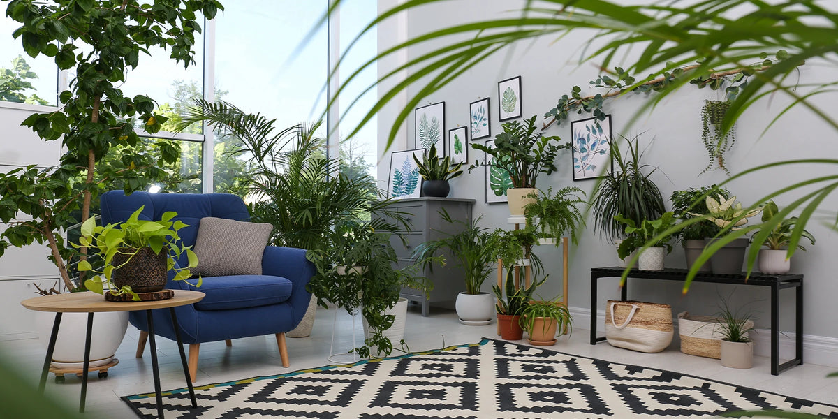 Kamerplanten tot wel 30% korting
