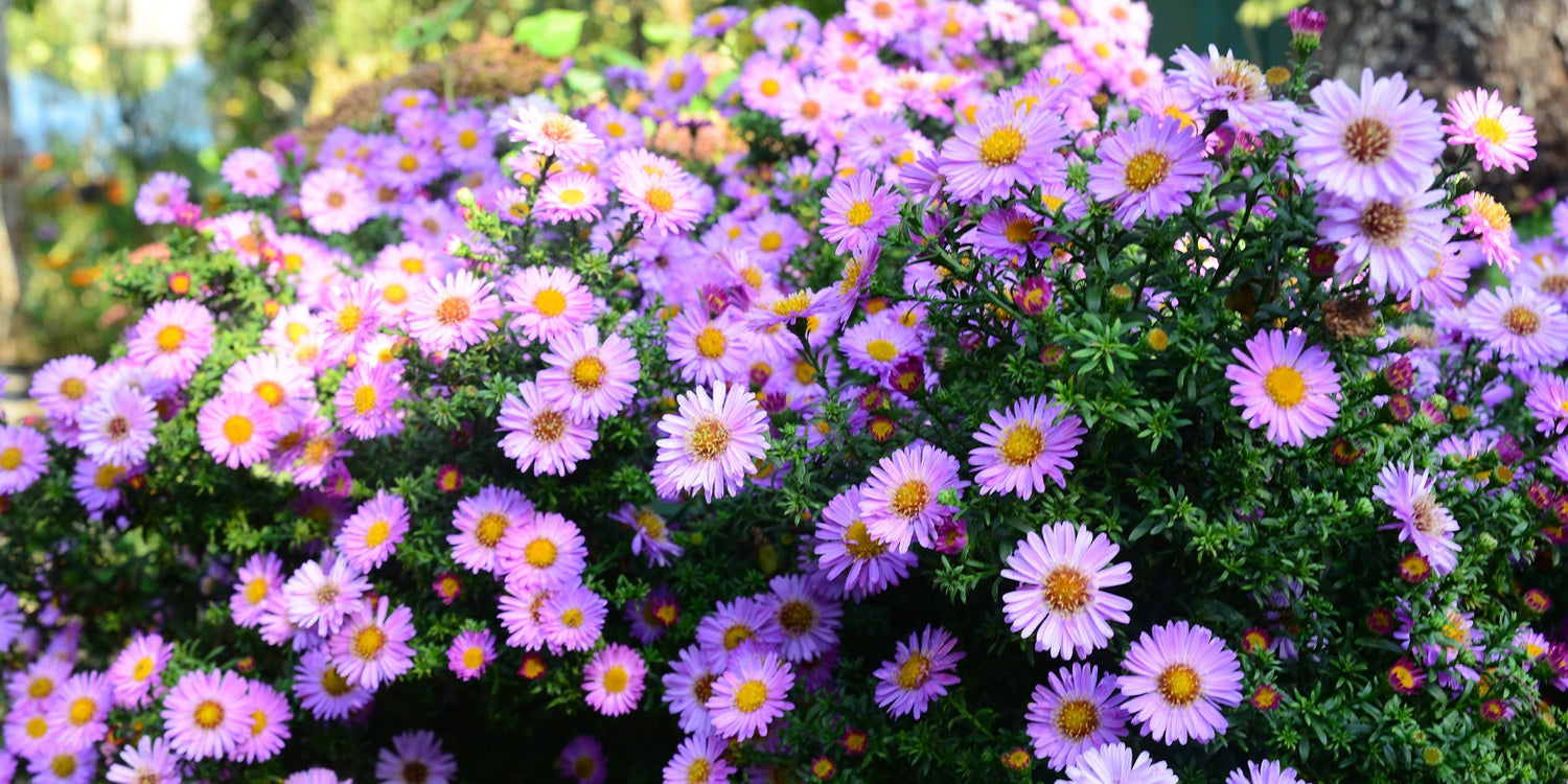 Focus: ontdek onze Asters