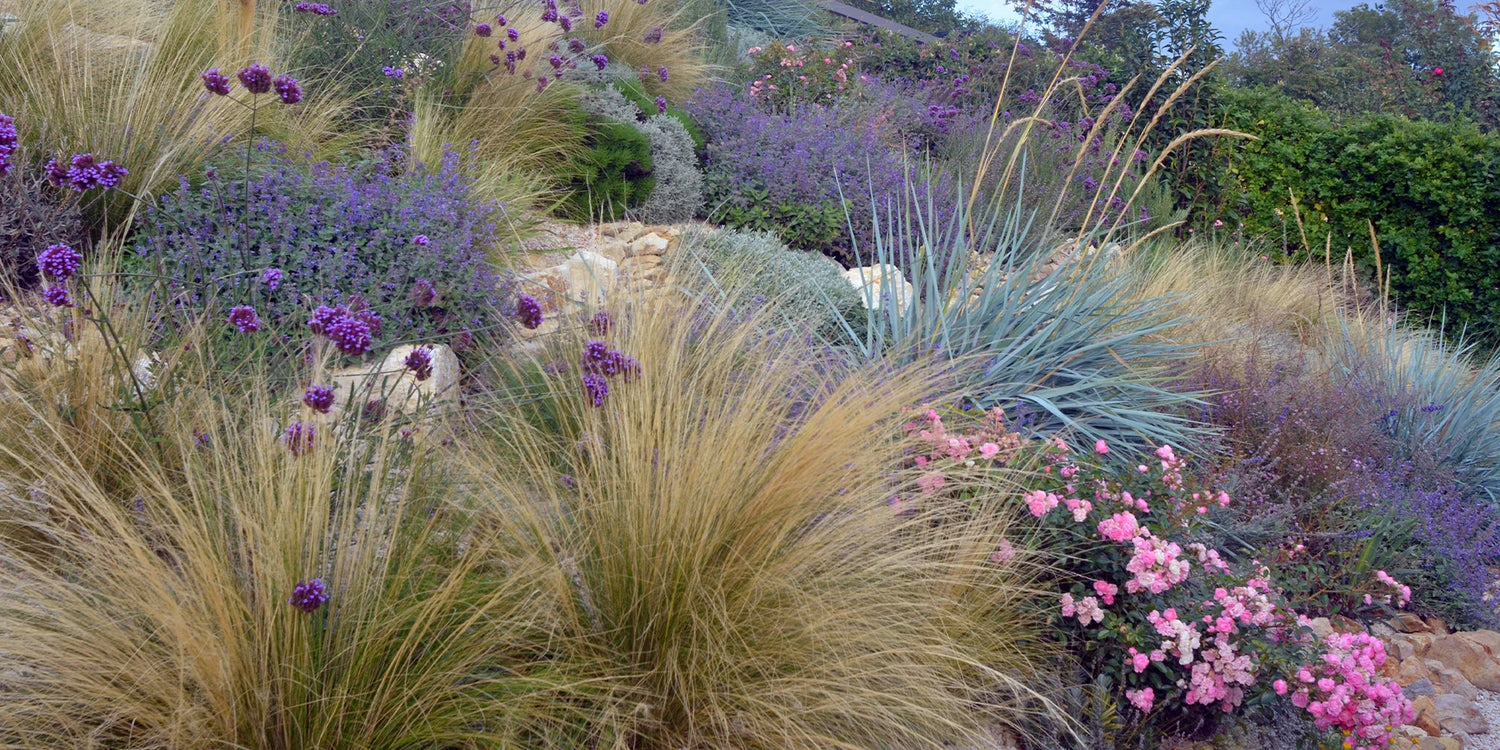 Focus Wilde bloeiende planten