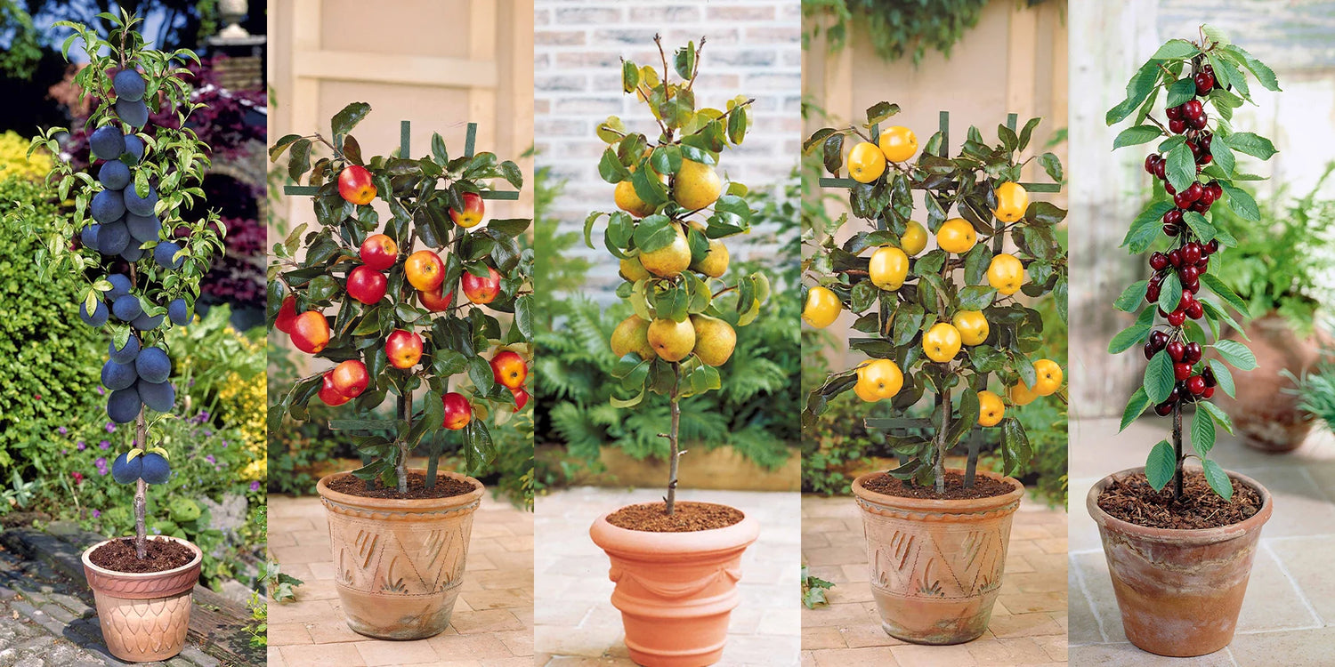 Top Deal: 5 mini-fruitbomen met 50% korting