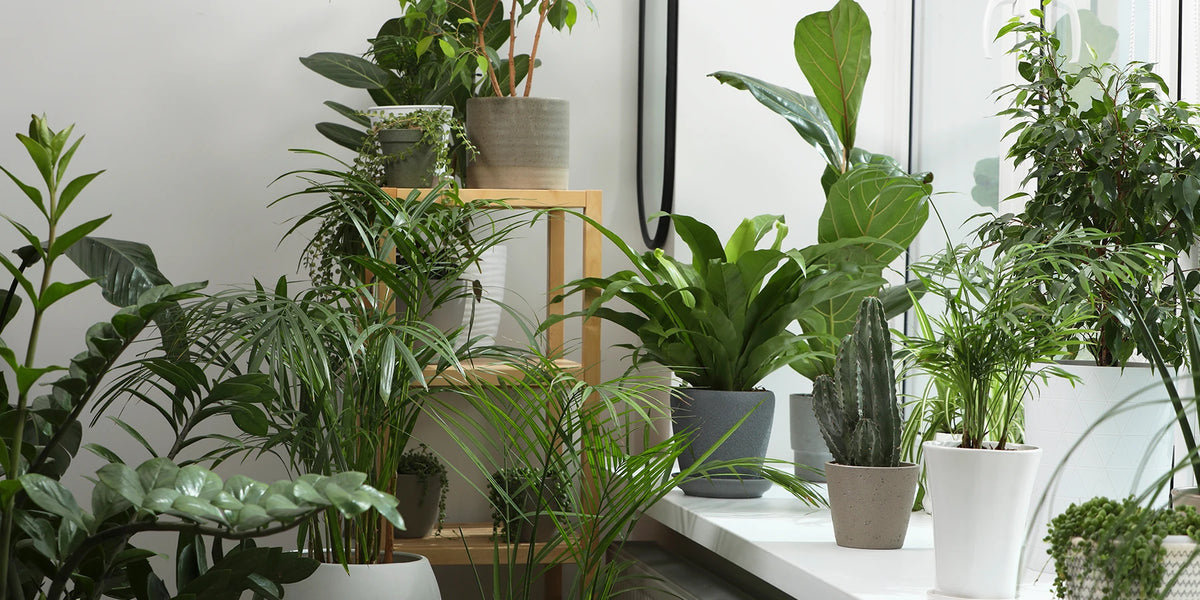 Kamerplanten: De harmonie van planten