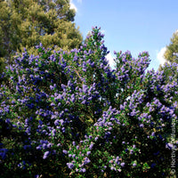 Verkoop Ceanothus Skylark / Amerikaanse sering