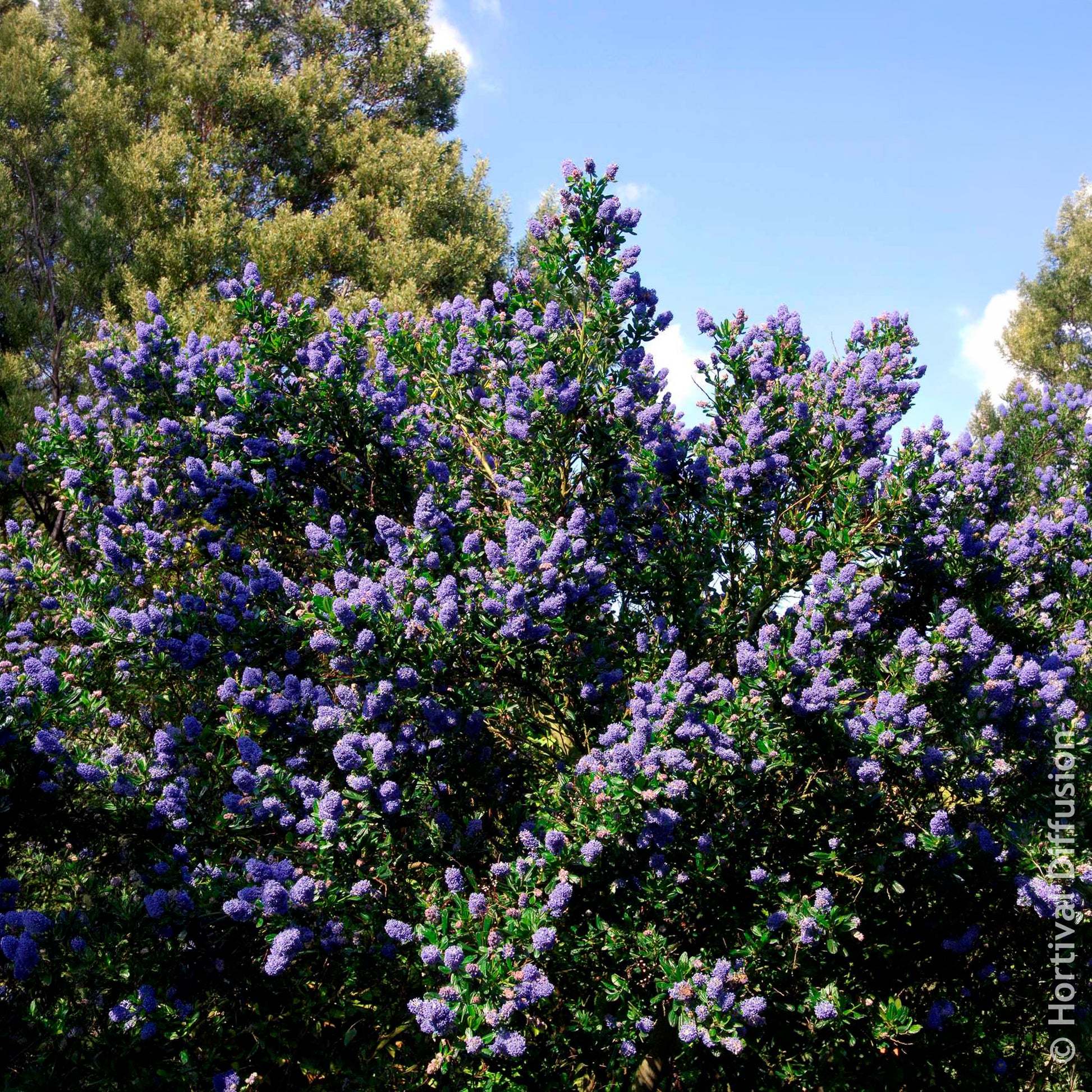 Verkoop Ceanothus Skylark / Amerikaanse sering